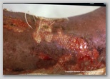 wound image