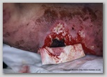 wound image